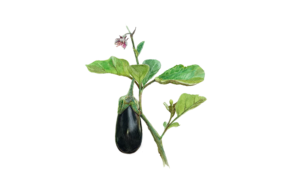Aubergine ‘De Barbentane’, Bio-Jungpflanze