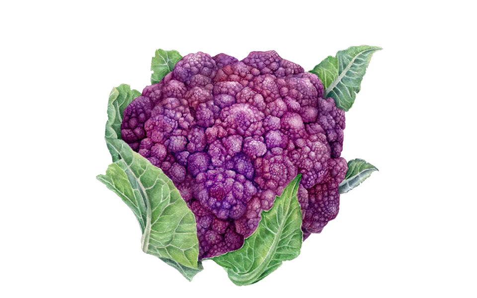 Blumenkohl ‘Di Sicilia violetto’, 5er Set Bio-Jungpflanzen