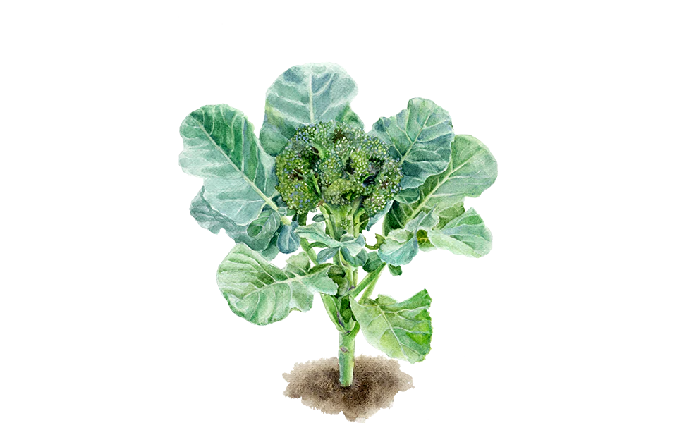 Brokkoli ‘Calinaro’, 5er Set Bio-Jungpflanzen