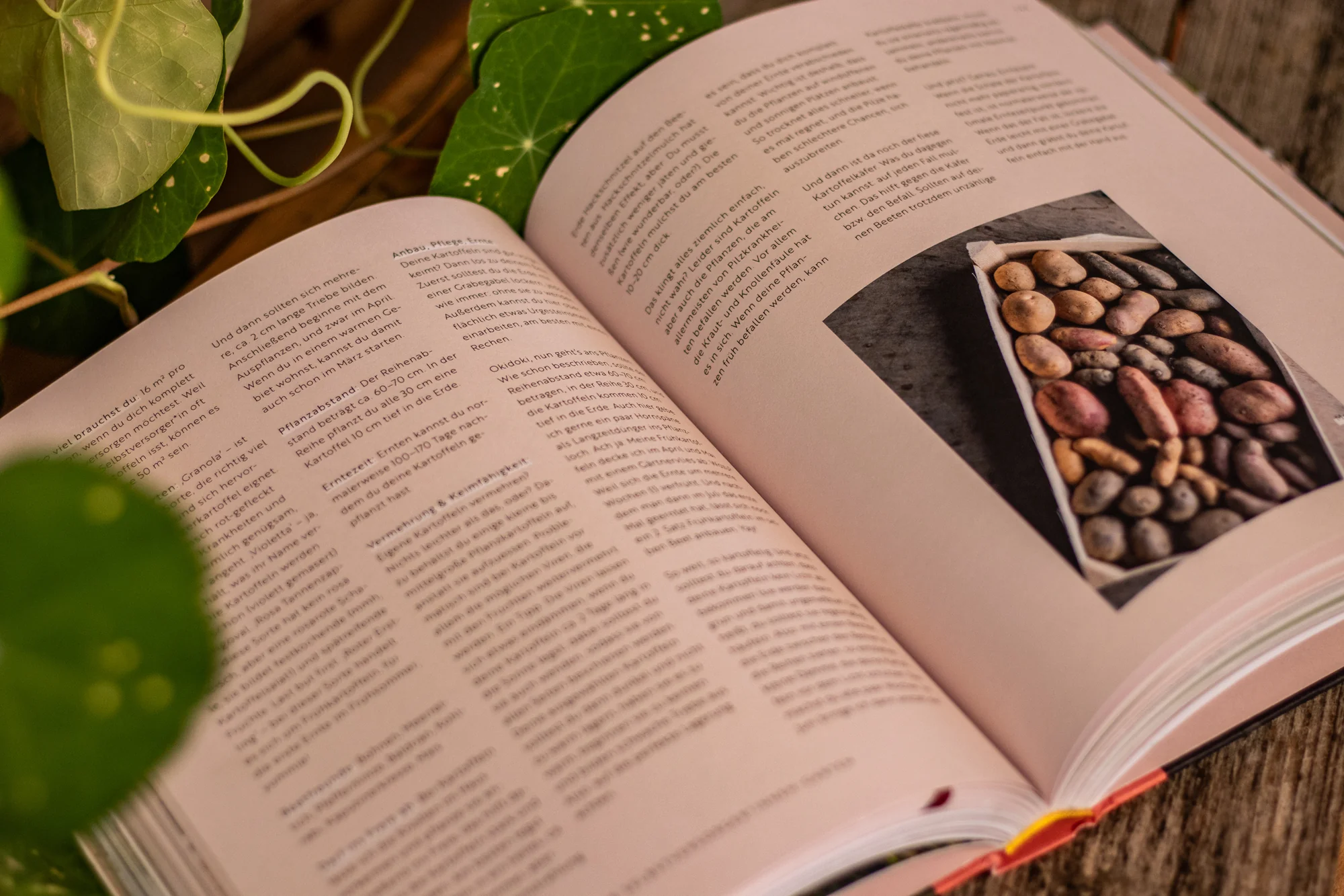 Buch »Selbstversorgung« - Image 4