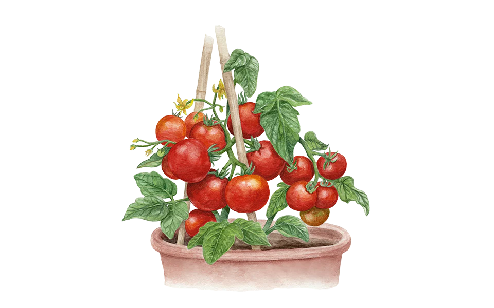 Buschtomate ‘Balkonstar’, Bio-Jungpflanze