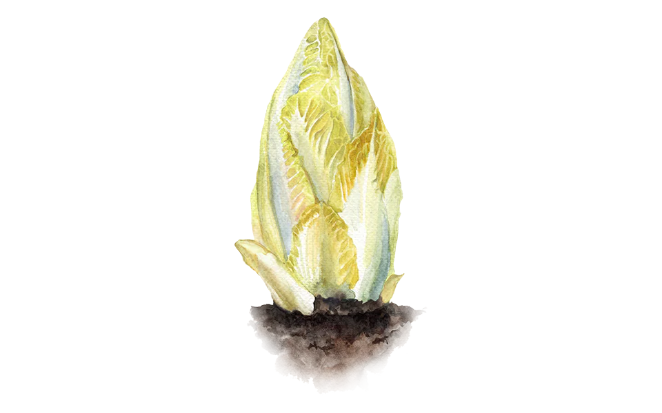 Chicorée 'Macun'