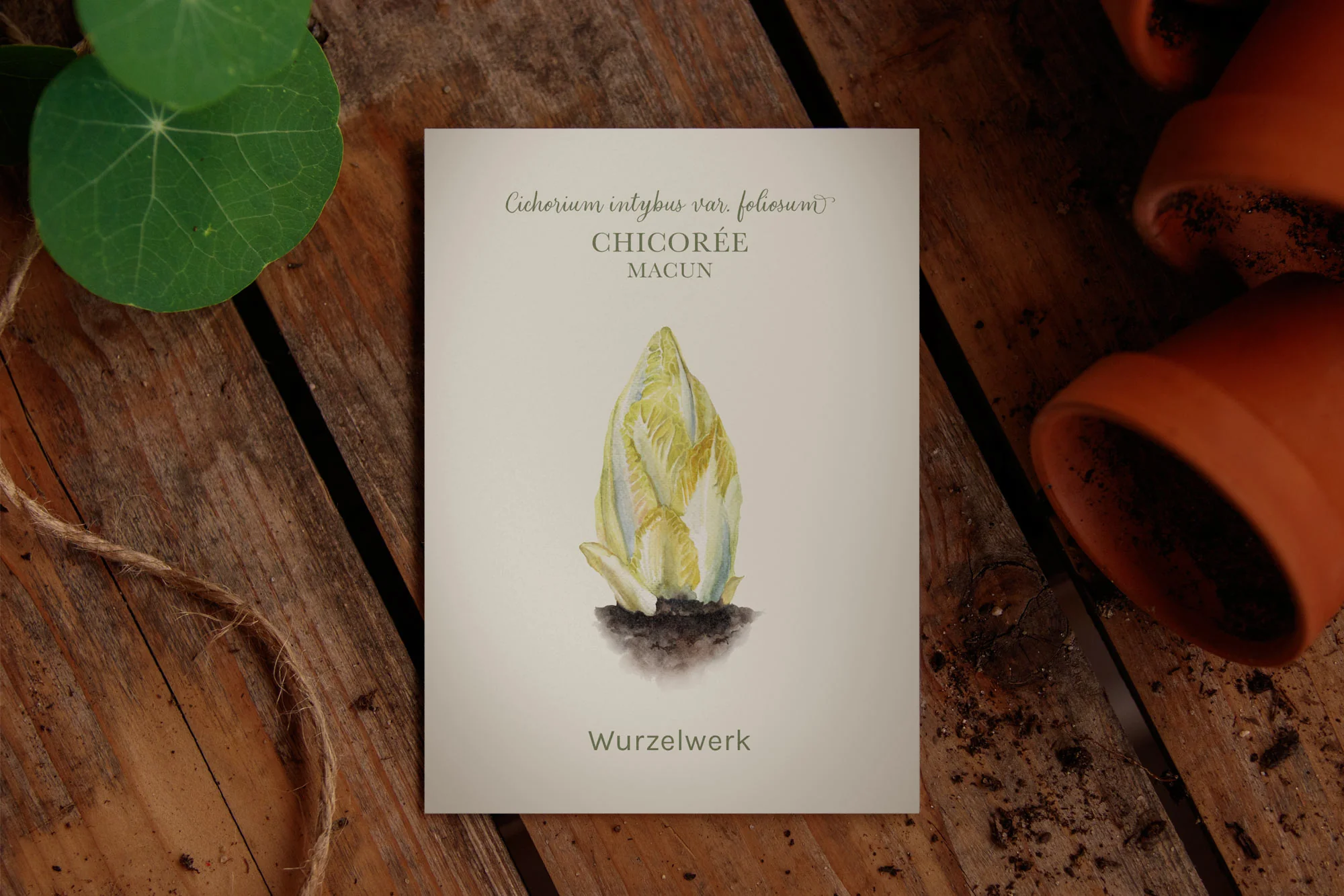 Chicorée 'Macun' - Image 2