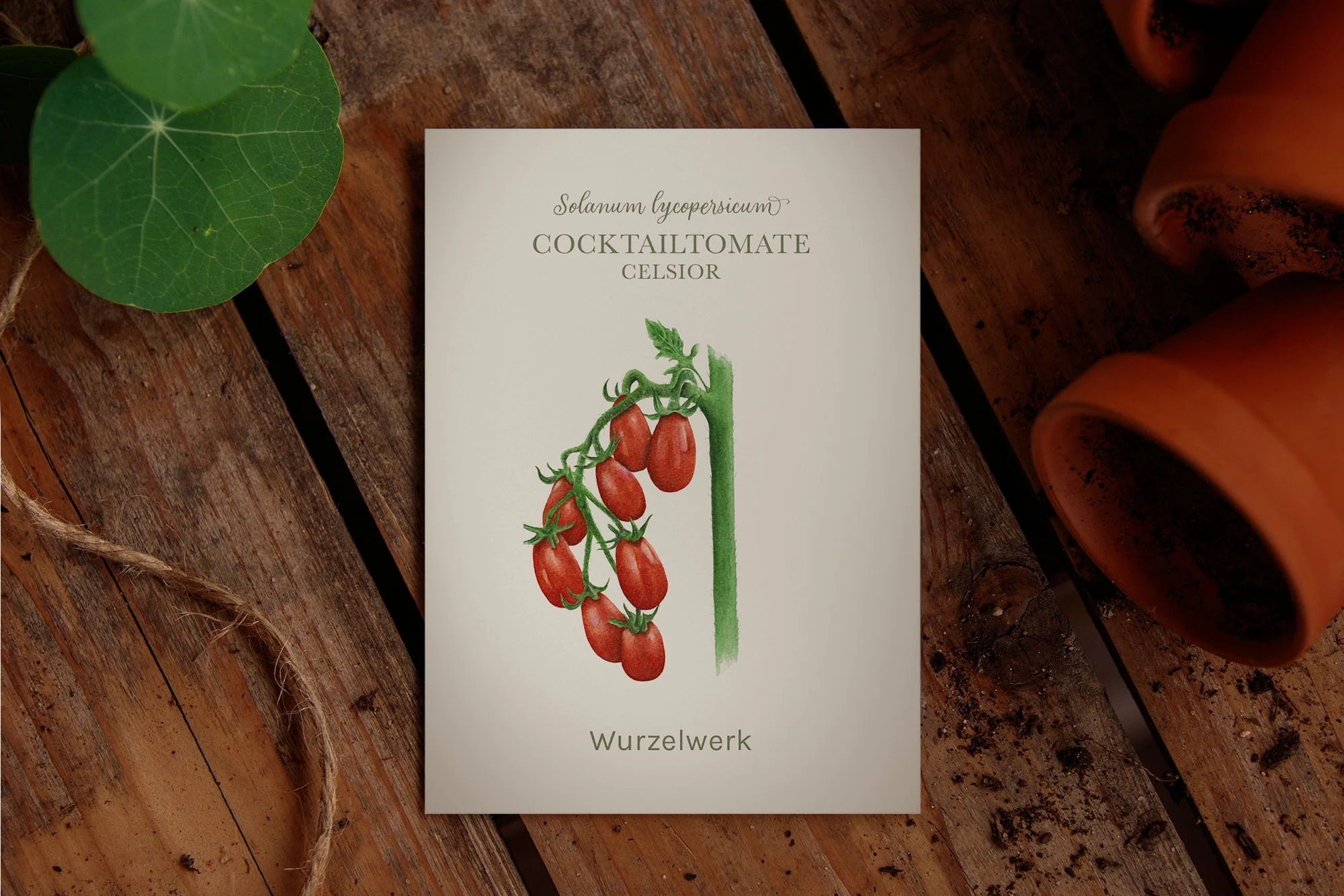 Cocktailtomate ‘Celsior’ - Image 2