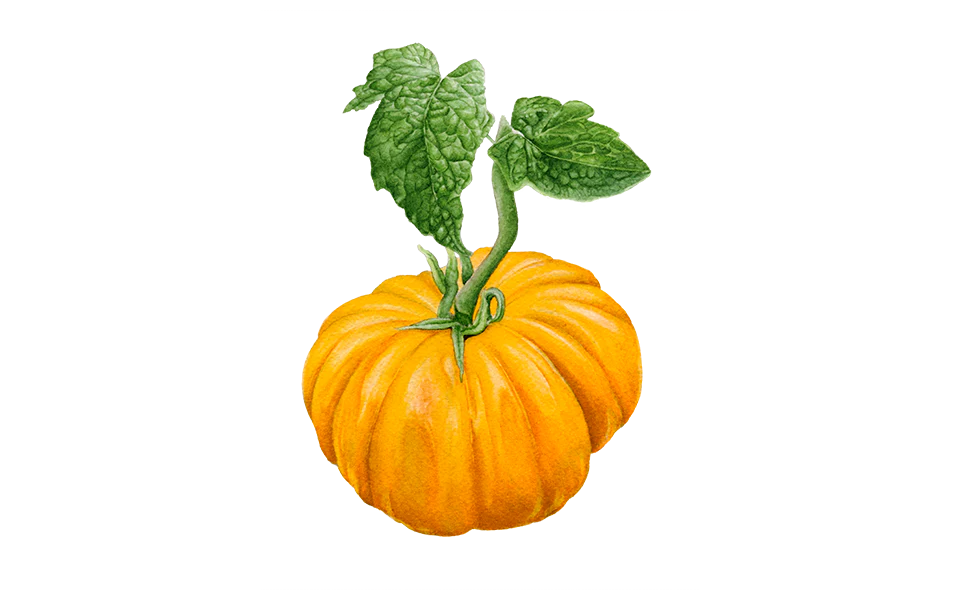 Fleischtomate 'Ananas', Bio-Jungpflanze