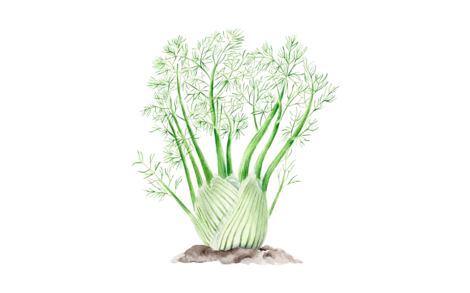 Knollenfenchel ‘Selma‘