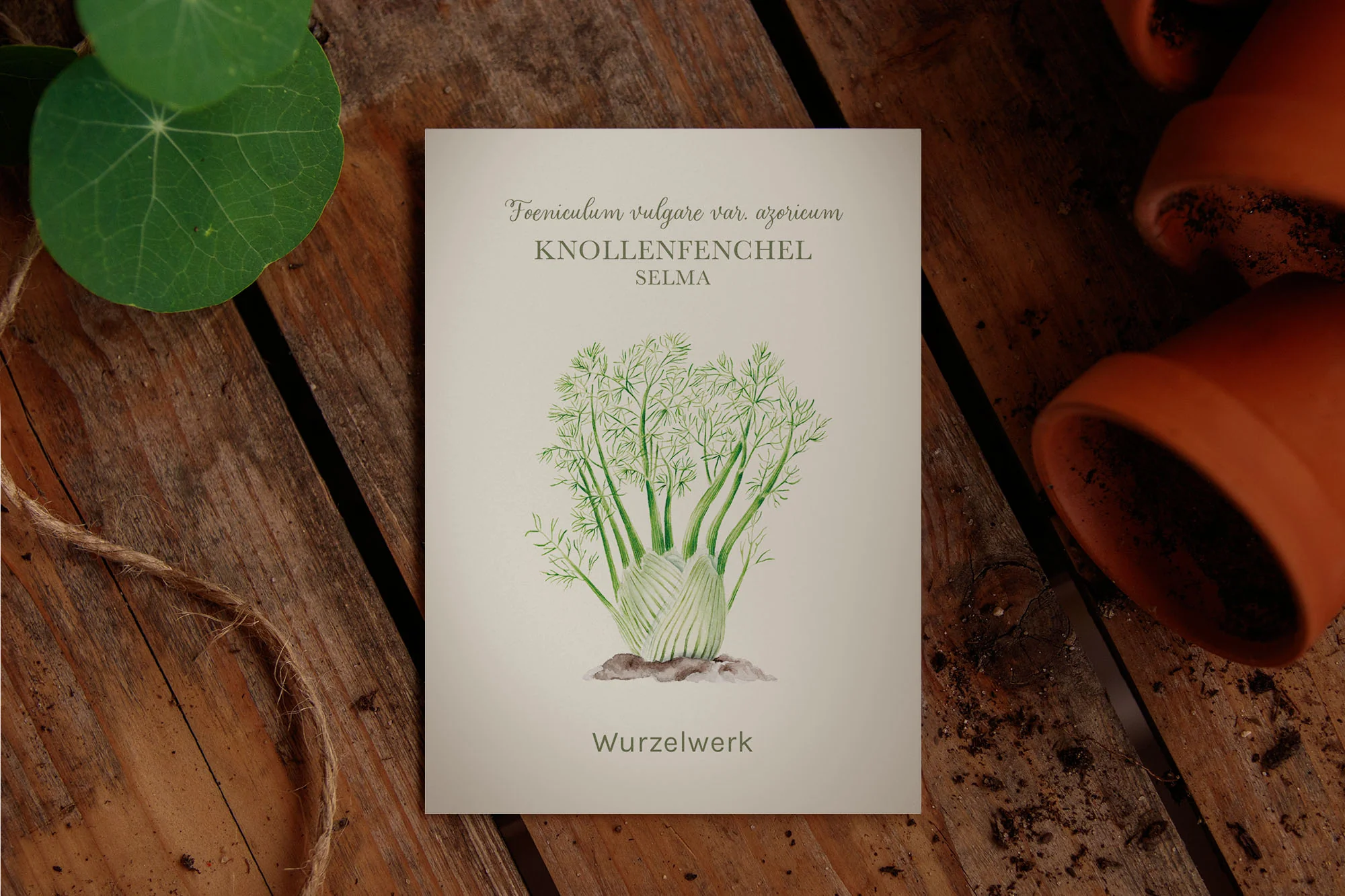Knollenfenchel ‘Selma‘ - Image 2