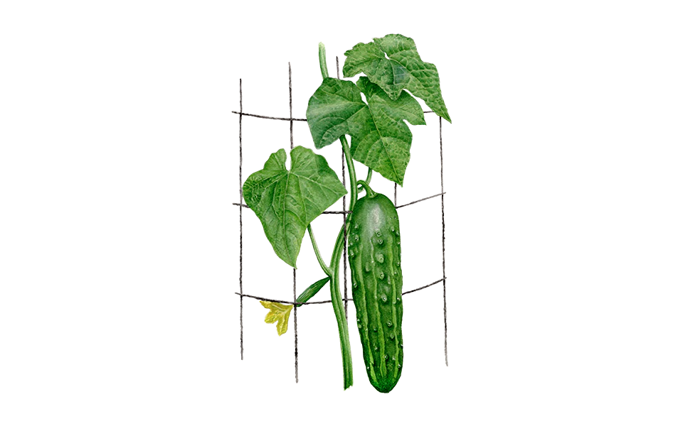 Freilandgurke ‘Marketmore’, Bio-Jungpflanze