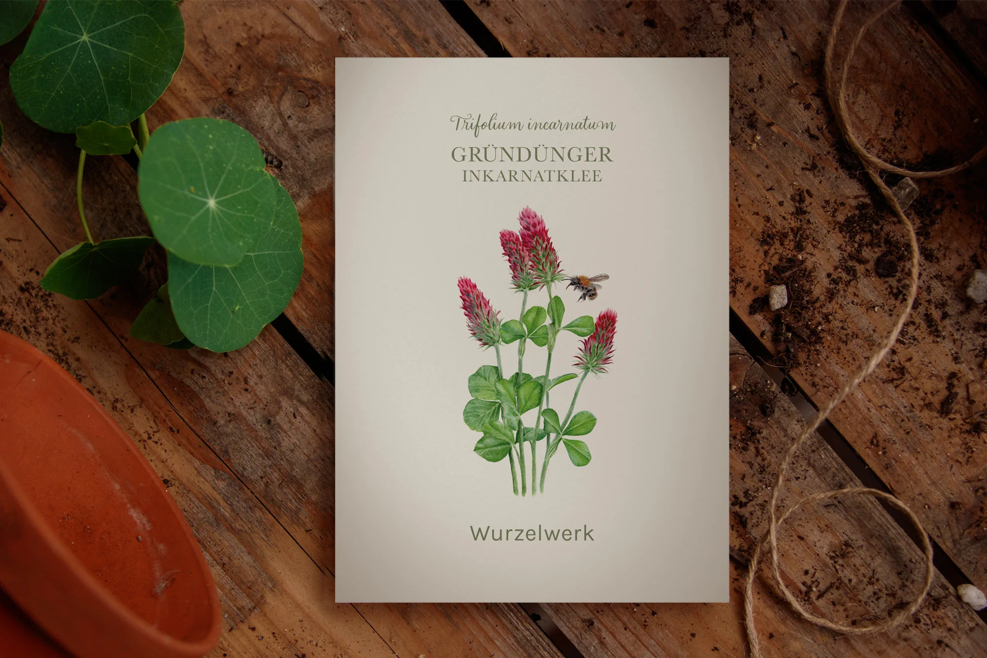Gründünger ‘Inkarnatklee‘ - Image 2