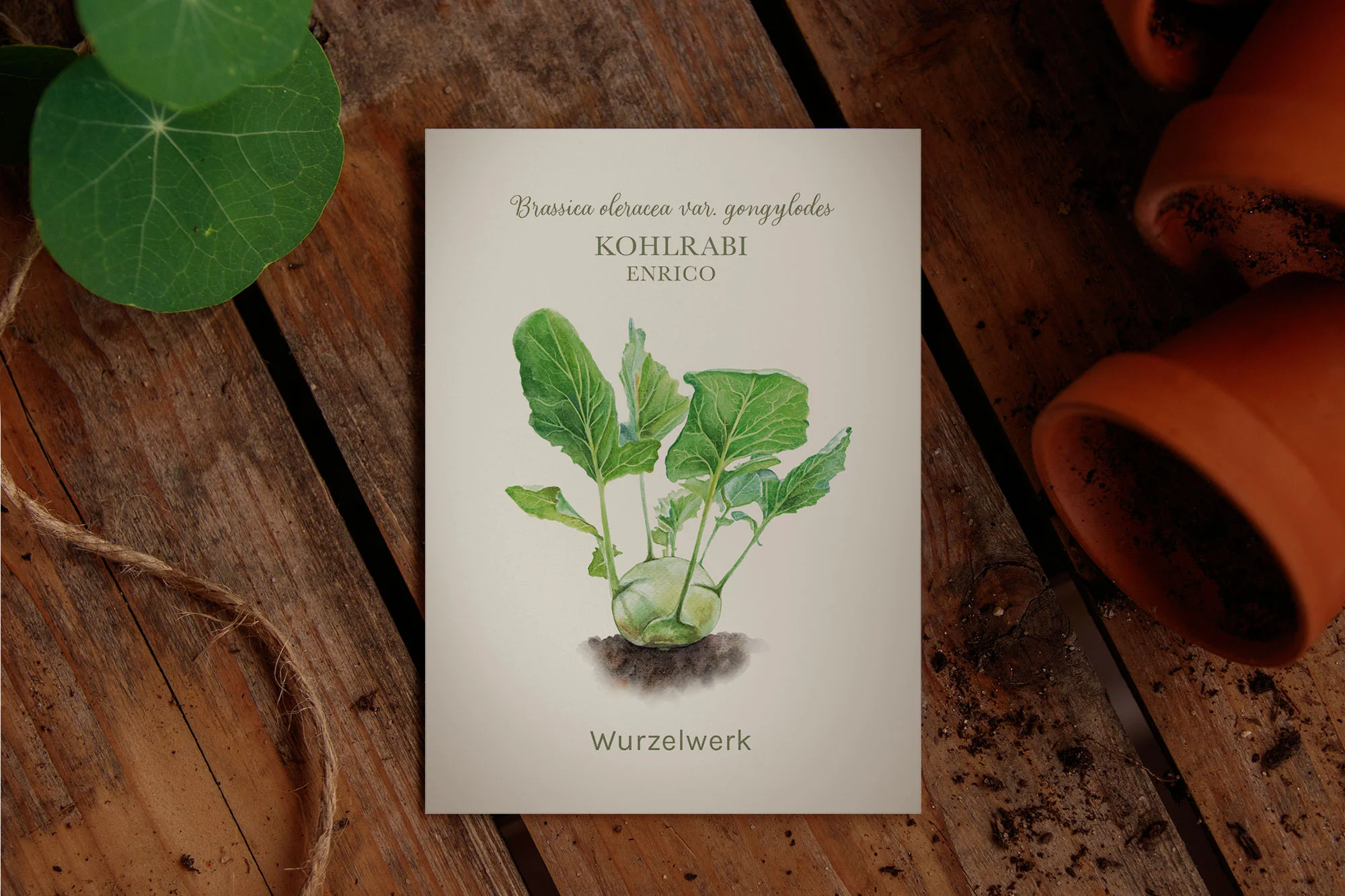 Kohlrabi ‘Enrico‘ - Image 2