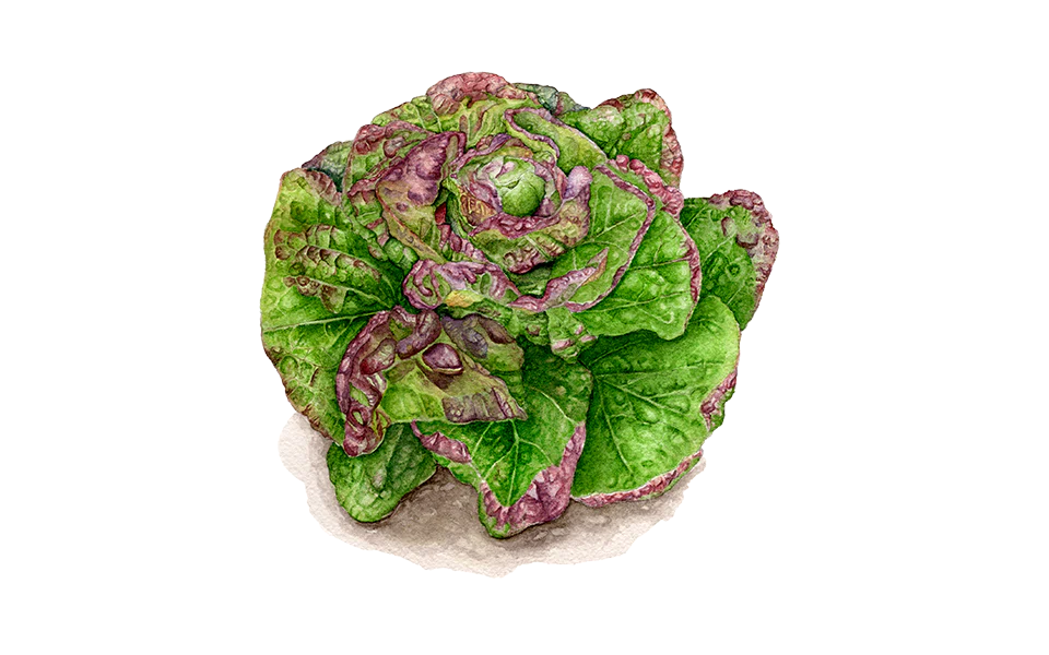 Kopfsalat ‘Pirat‘