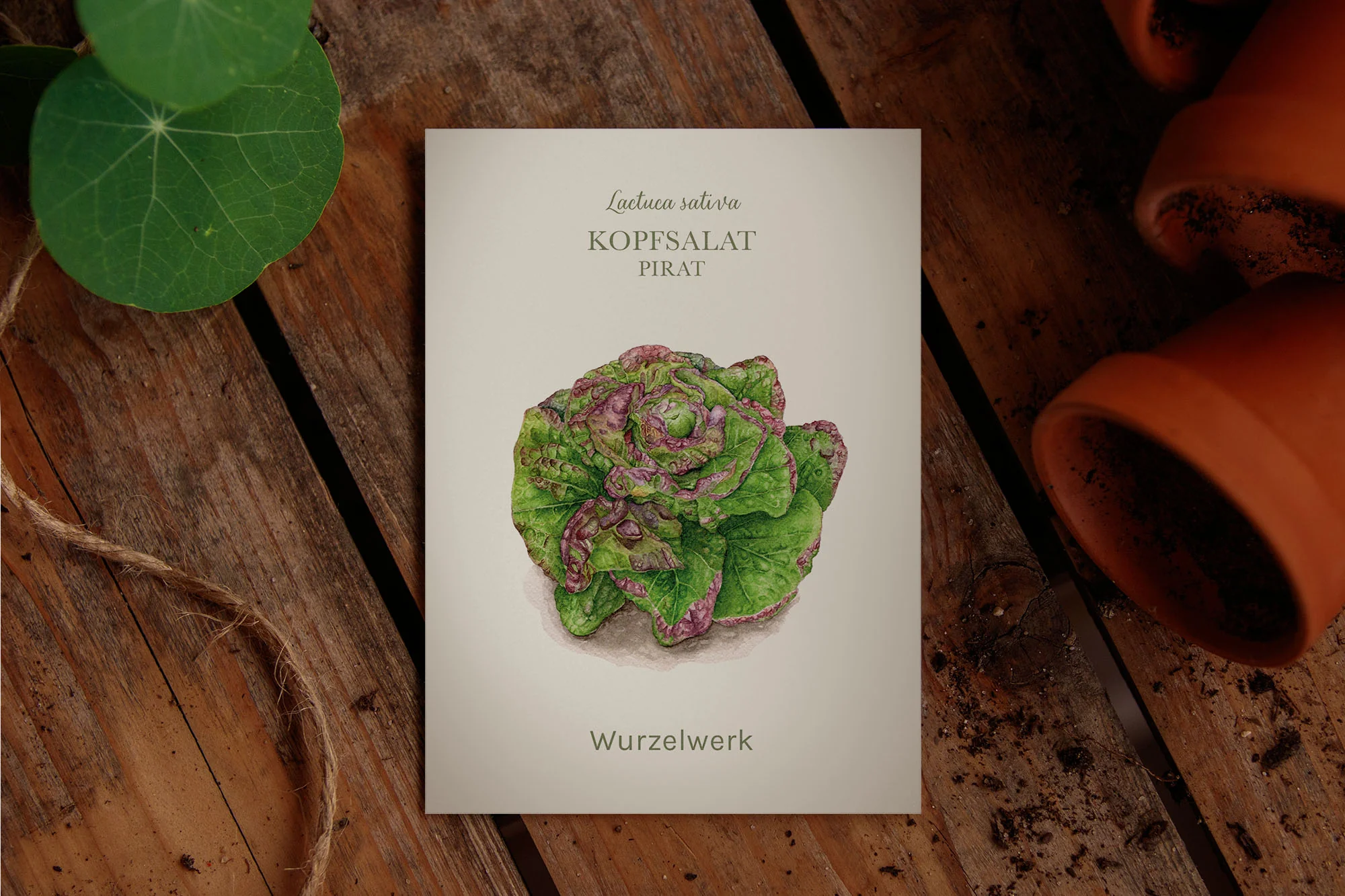 Kopfsalat ‘Pirat‘ - Image 2