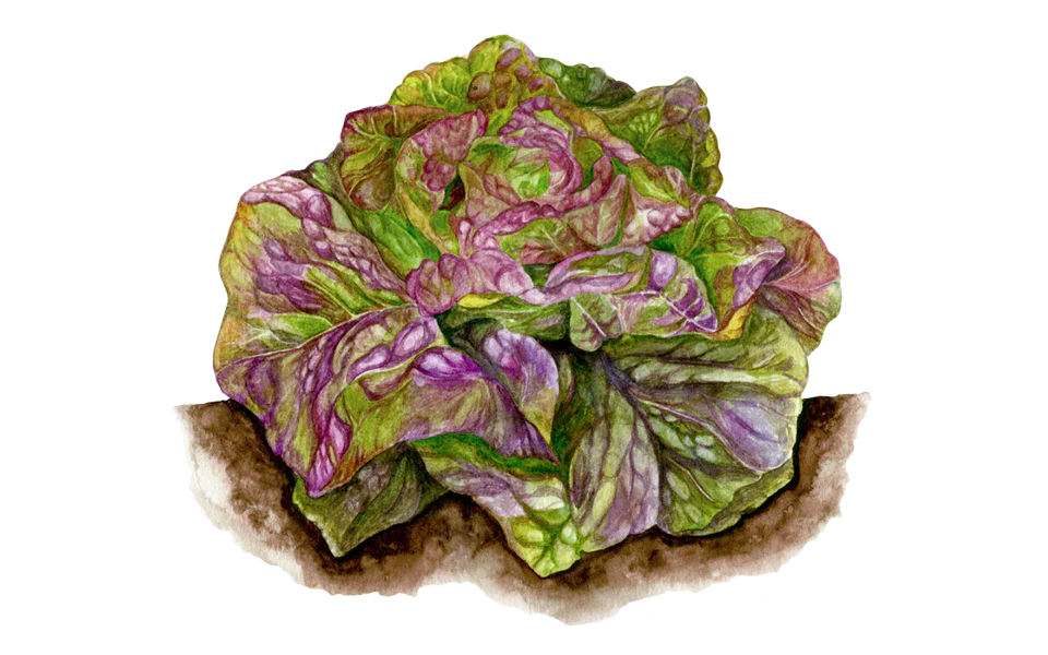Kopfsalat ‘Pirat’, 5er Set Bio-Jungpflanzen