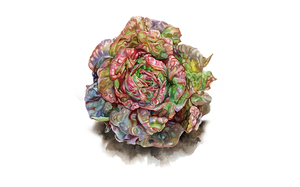 Kopfsalat ‘Merveille des Quatre Saisons‘