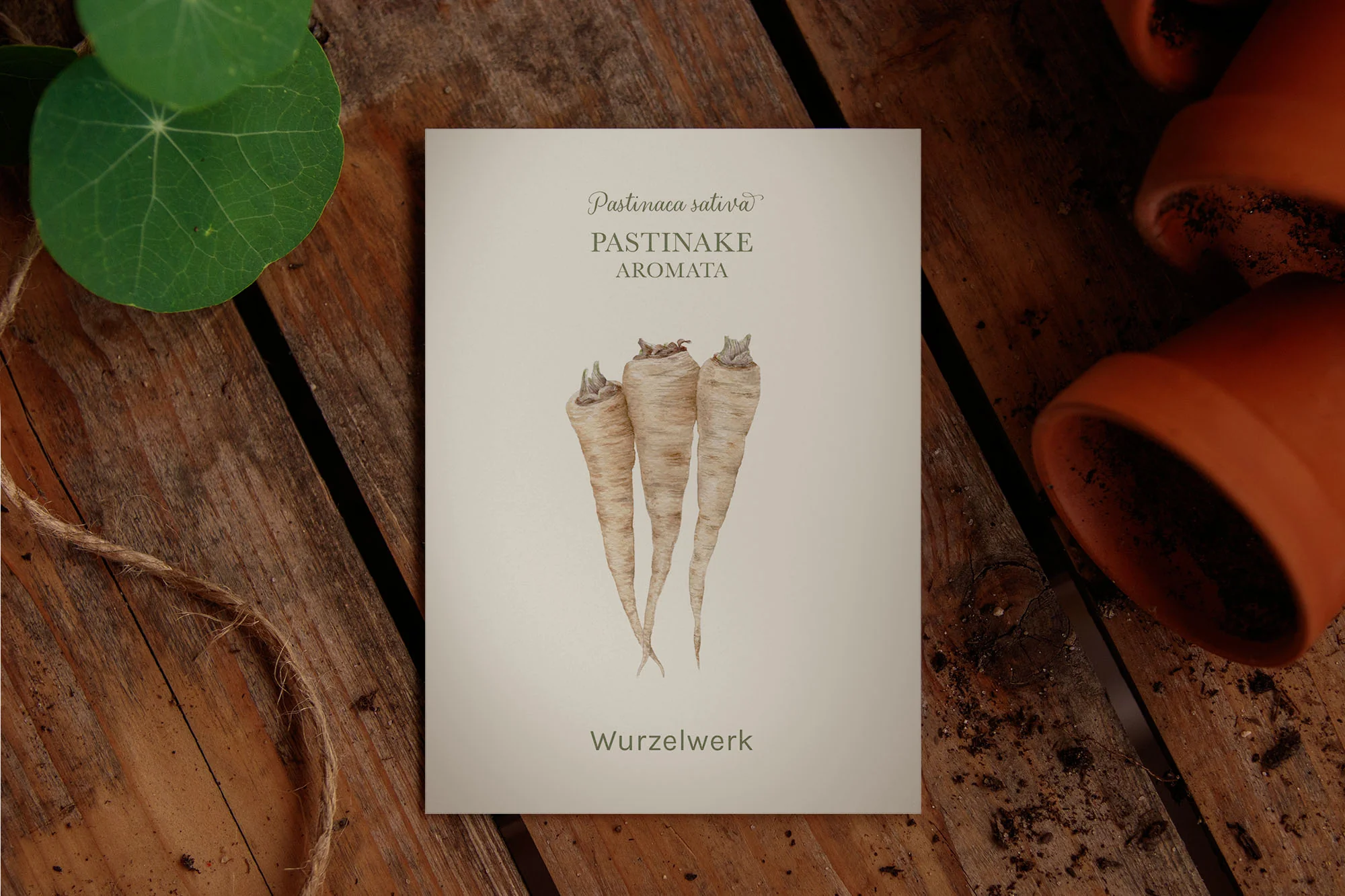 Pastinake ‘Aromata’ - Image 2
