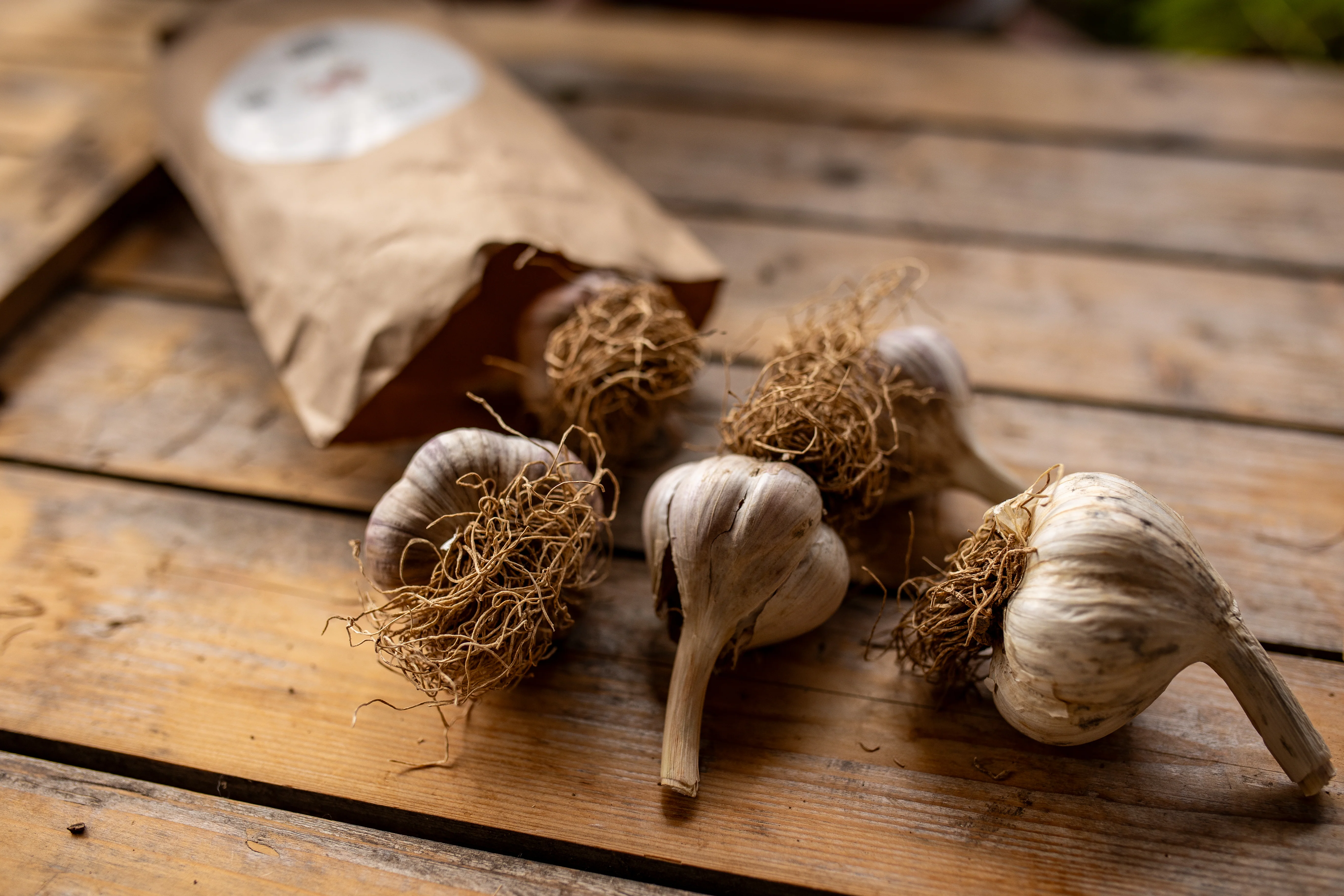 Pflanzknoblauch ‘Ljubascha’: Bio-Pflanzgut aus Erhaltungsanbau - Image 3