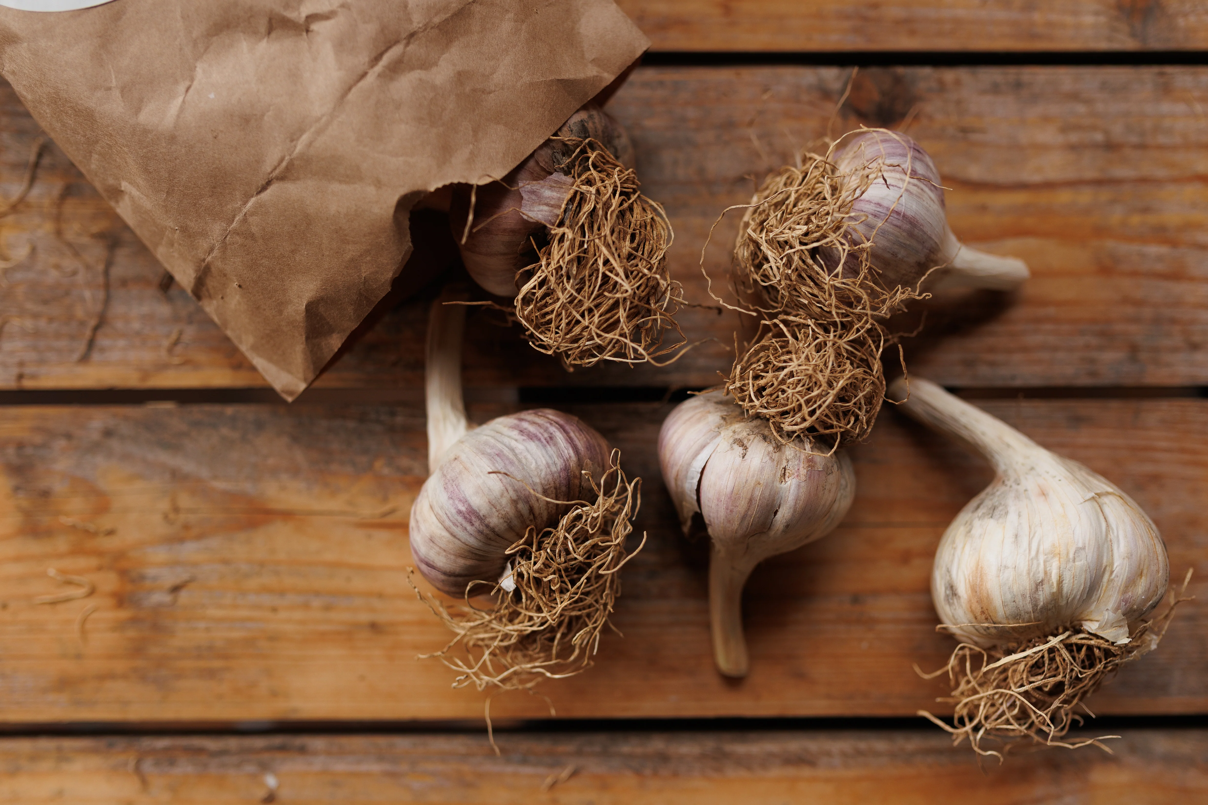 Pflanzknoblauch ‘Ljubascha’: Bio-Pflanzgut aus Erhaltungsanbau - Image 4
