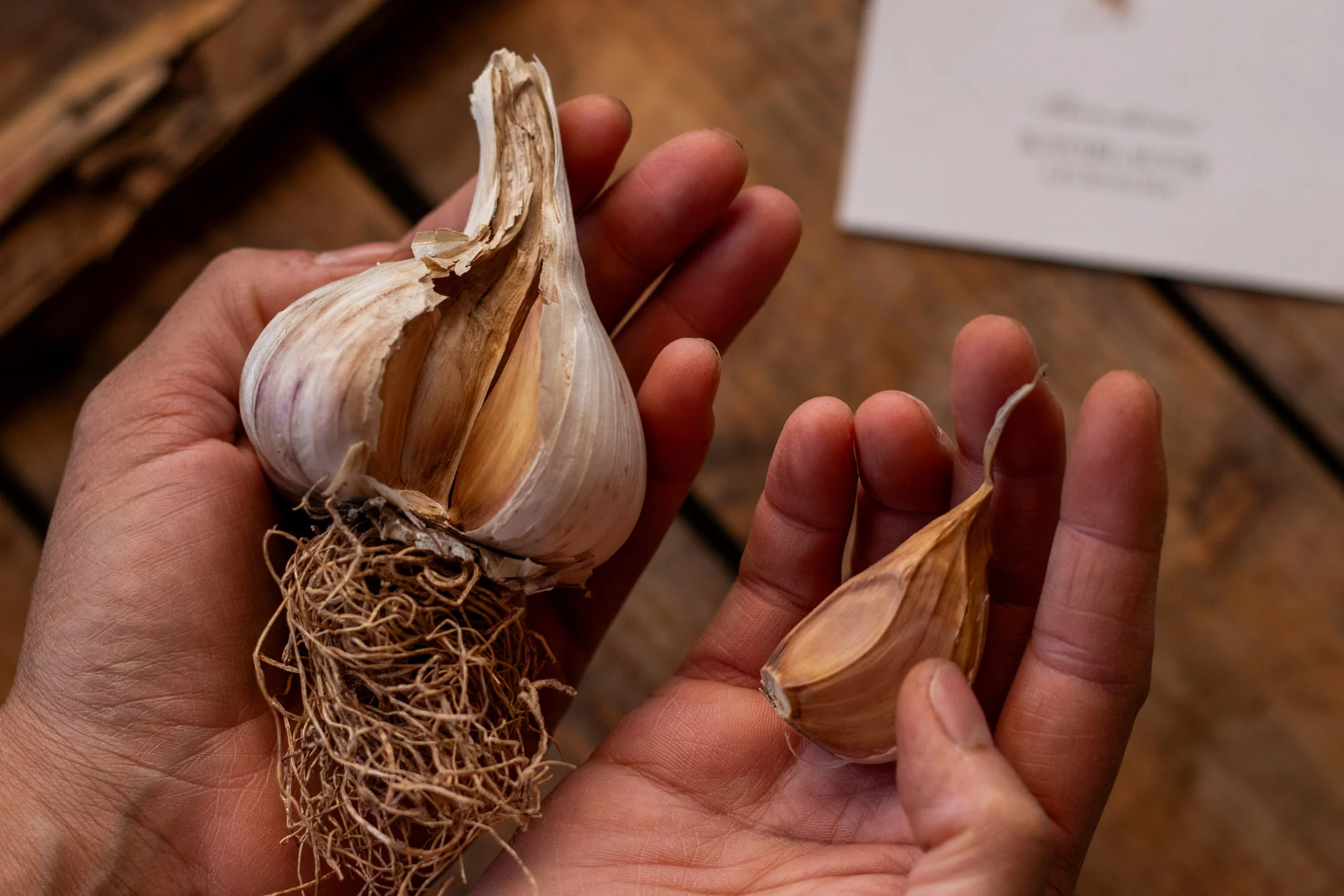 Pflanzknoblauch ‘Ljubascha’: Bio-Pflanzgut aus Erhaltungsanbau - Image 5