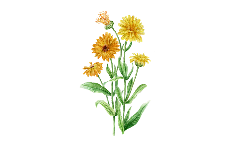 Ringelblume Mischung