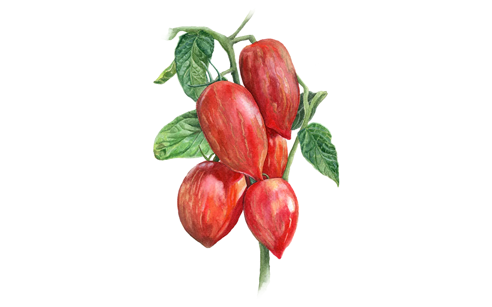 Romatomate ‘Marmorossa’