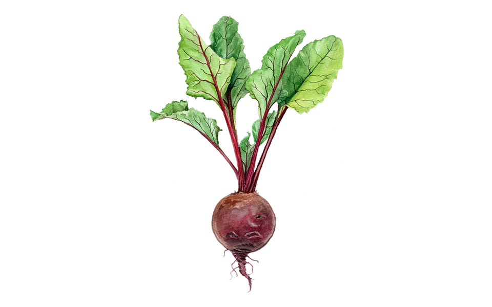 Rote Bete ‘Robuschka’