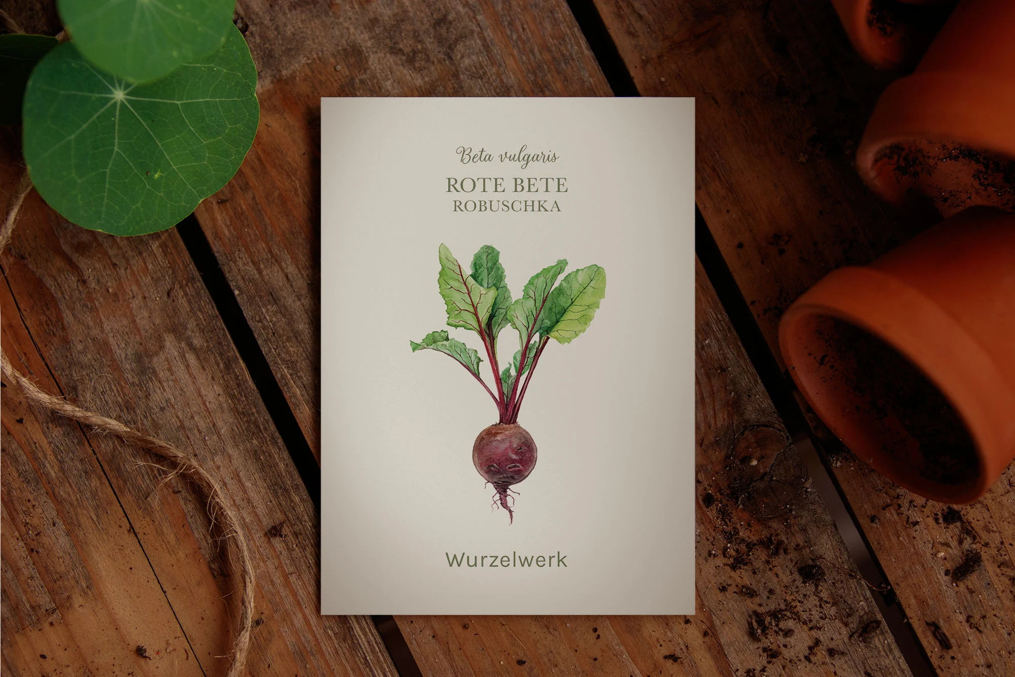 Rote Bete ‘Robuschka’ - Image 2