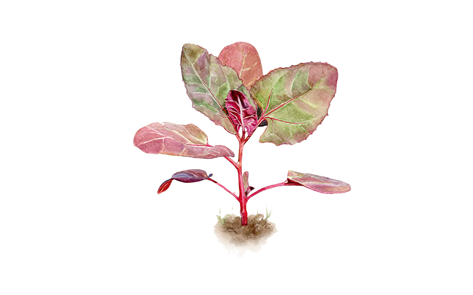 Spinatgemüse ‘Rote Gartenmelde’