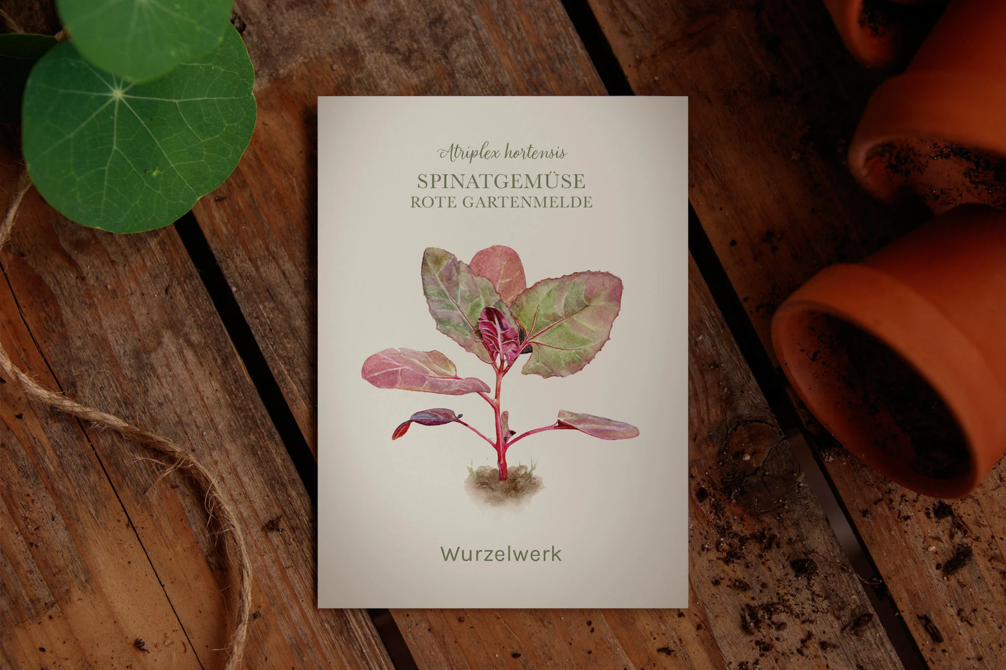 Spinatgemüse ‘Rote Gartenmelde’ - Image 2