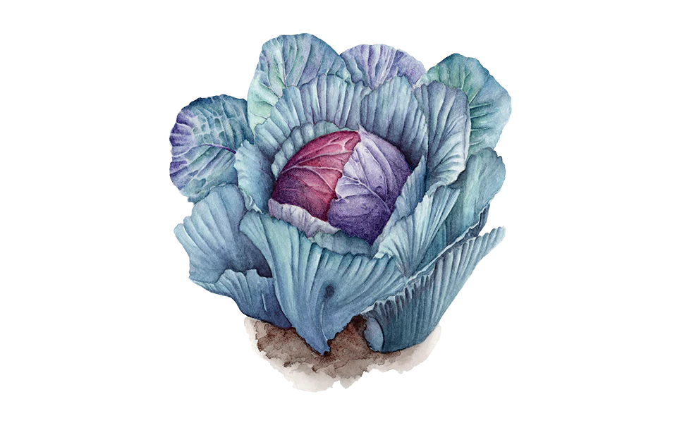 Rotkohl ‘Granat’