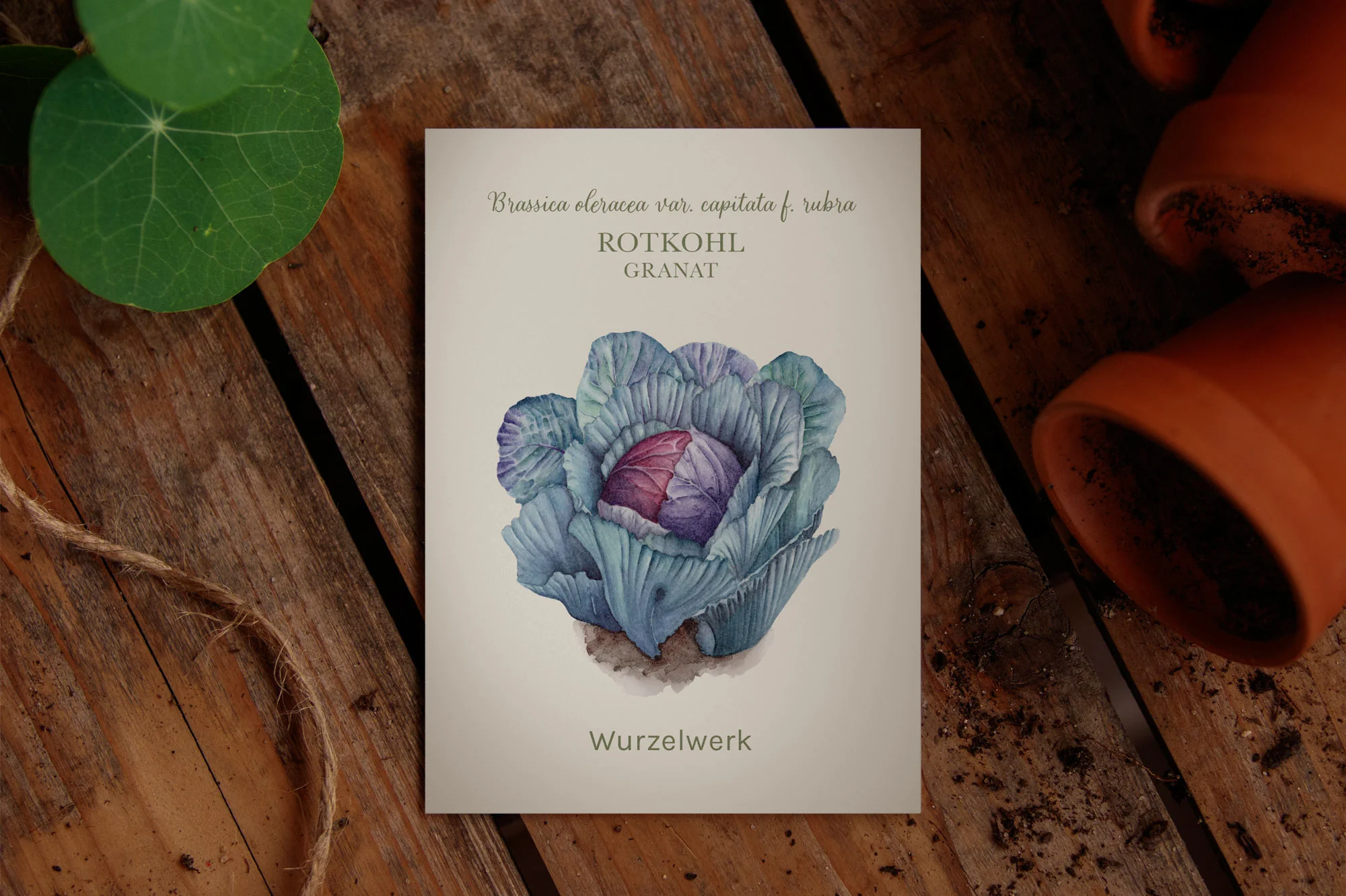 Rotkohl ‘Granat’ - Image 2