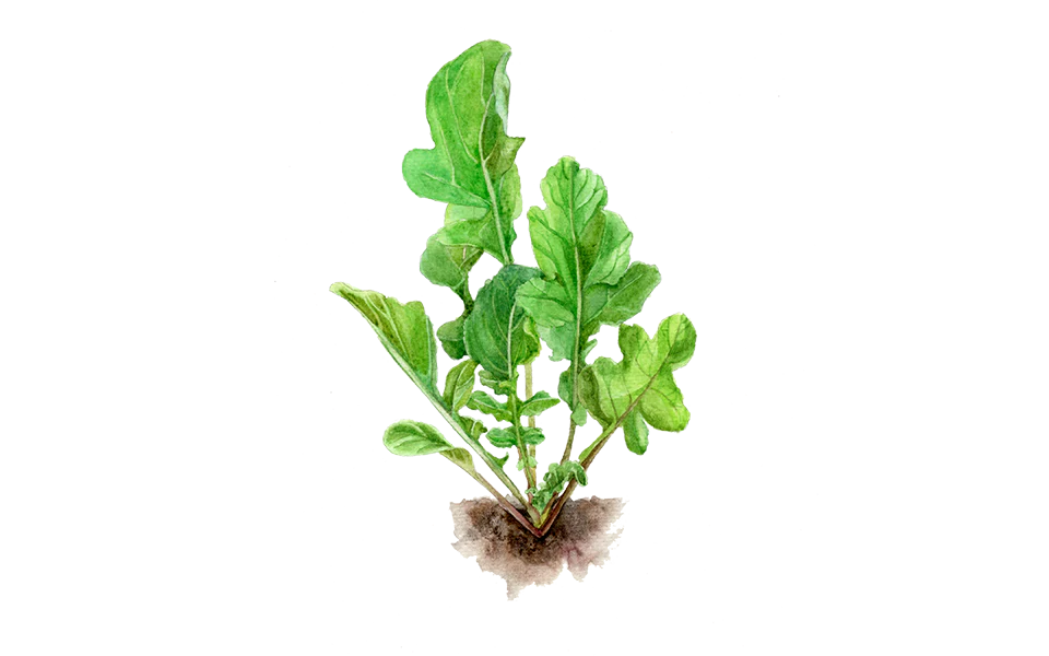 Rucola