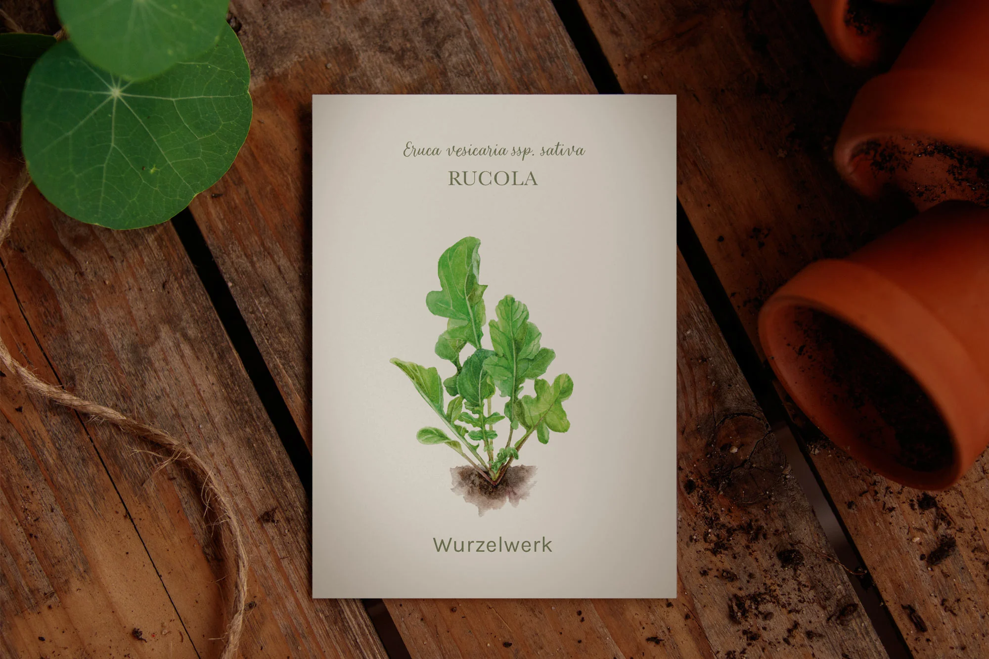 Rucola - Image 2