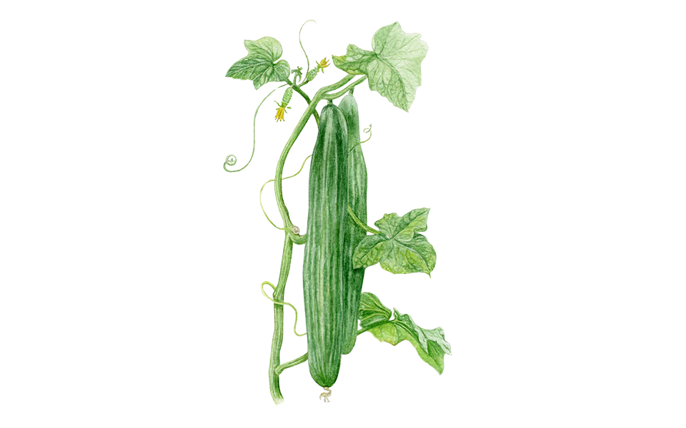 Salatgurke ‘Helena’, Bio-Jungpflanze