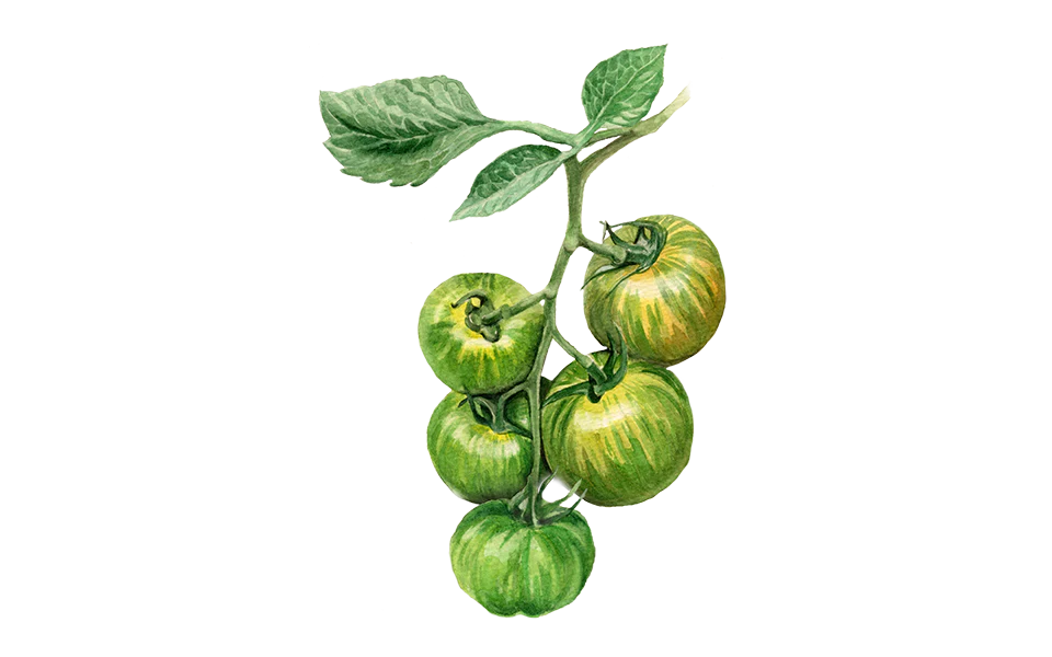 Salattomate ‘Green Zebra’, Bio-Jungpflanze
