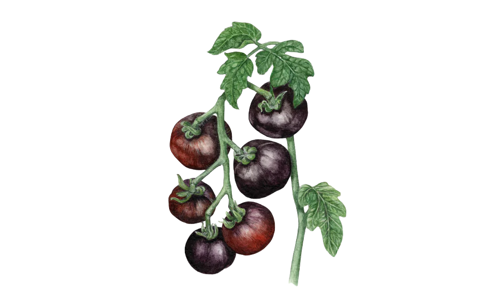 Salattomate ‘Indigo Rose’, Bio-Jungpflanze