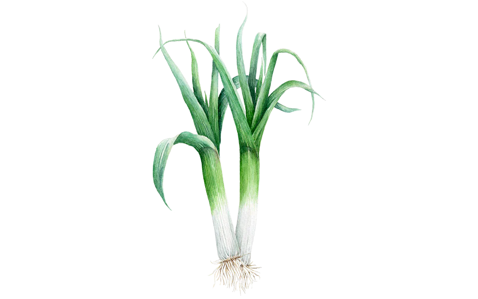 Sommerlauch ‘Hilari’