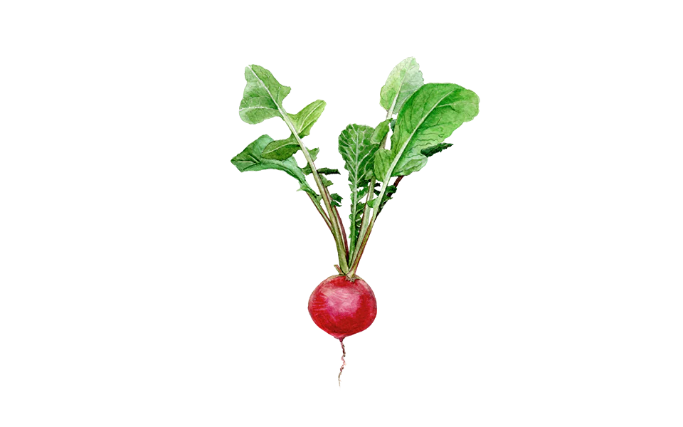 Radieschen ‘Sora’