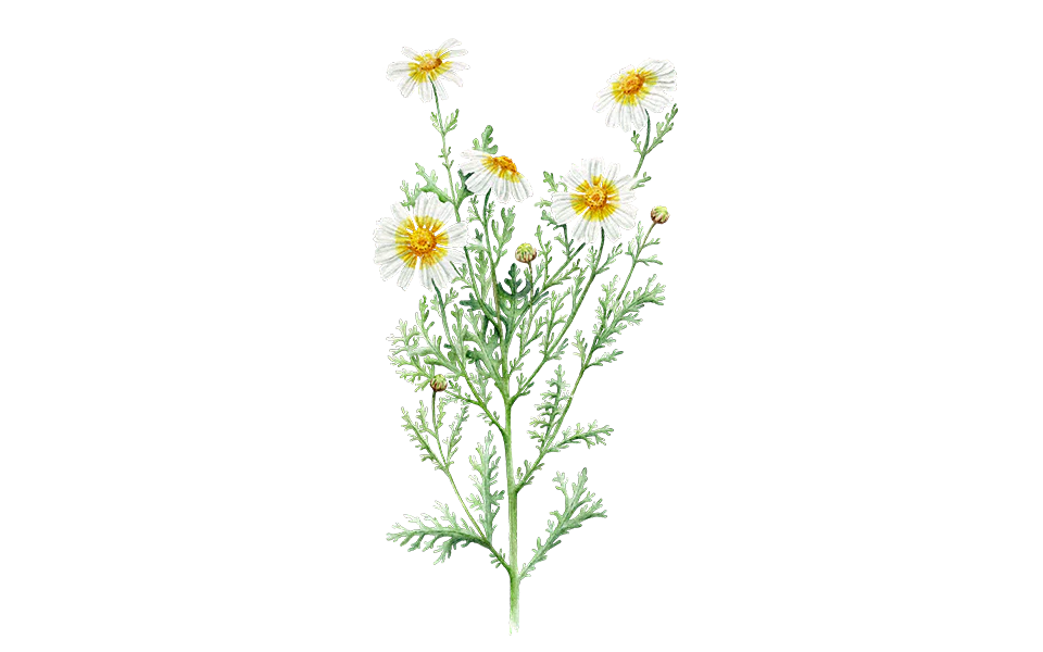 Speisechrysantheme