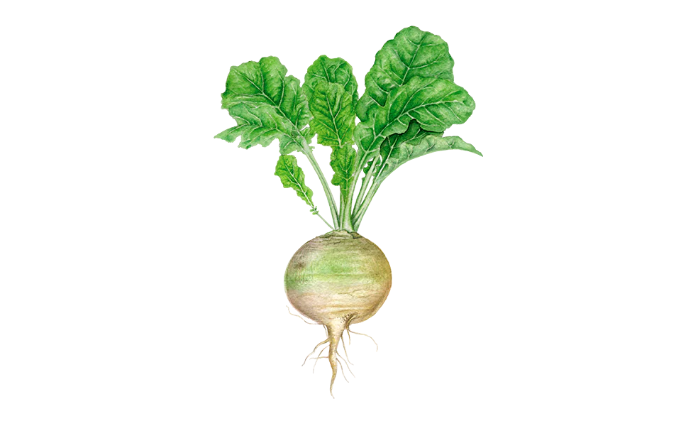 Steckrübe ‘Wilhelmsburger’
