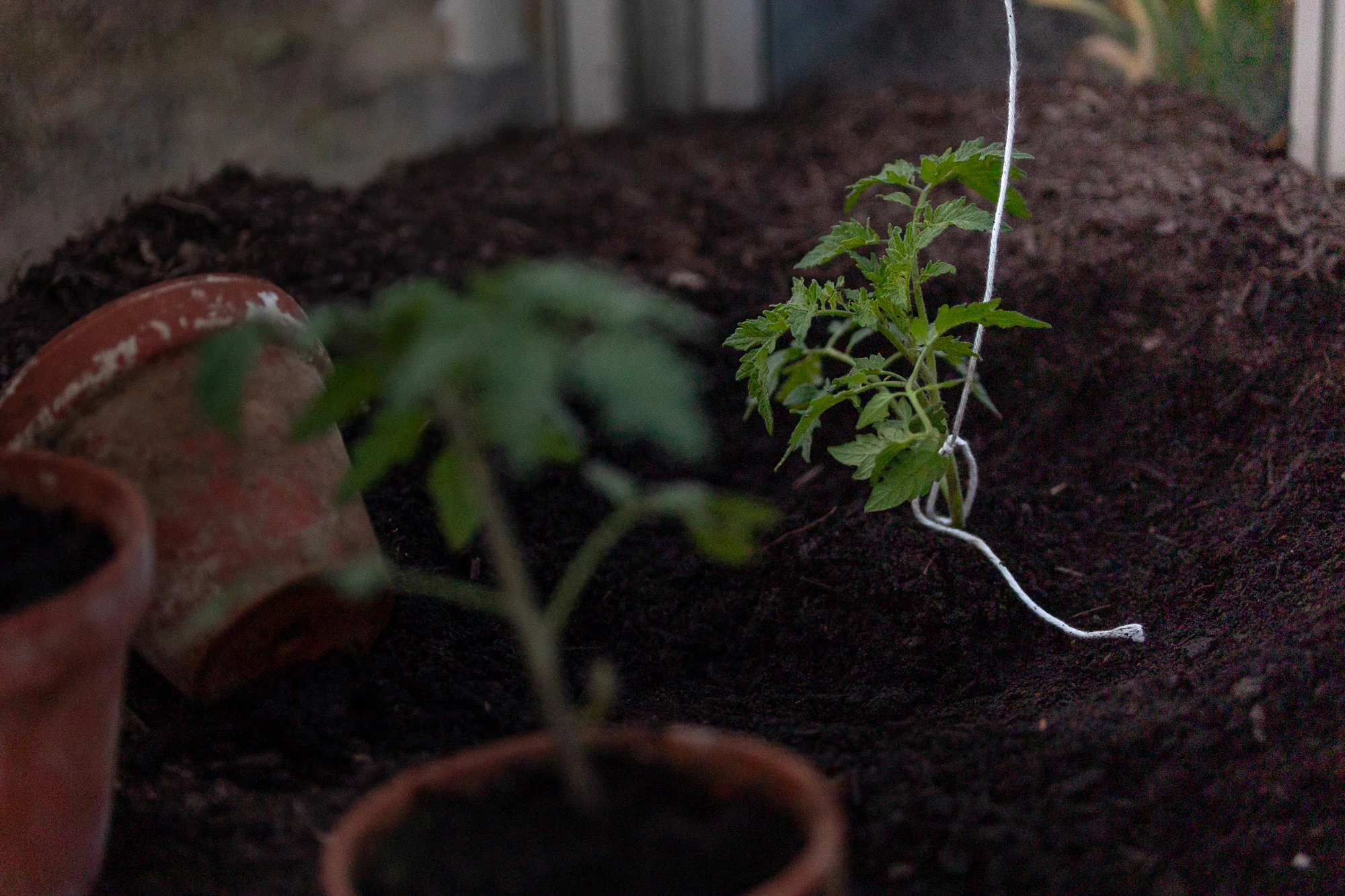Tomatenhaken - Image 3