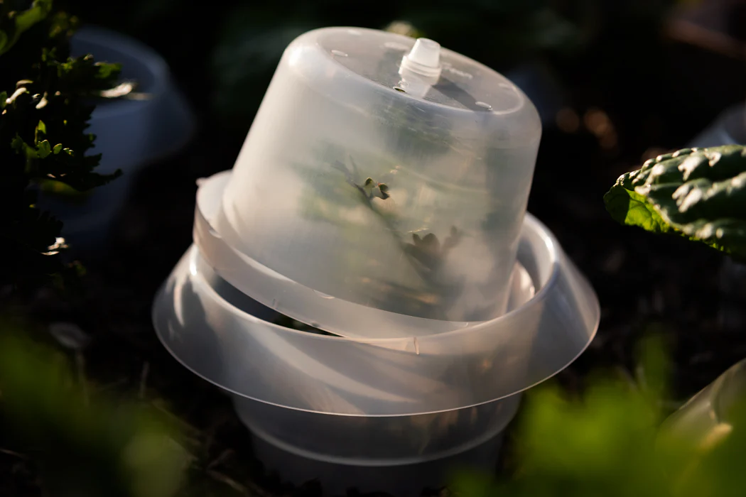 Treibhaushaube für Schneckenkragen – 6er/ 12er-Set - Image 3