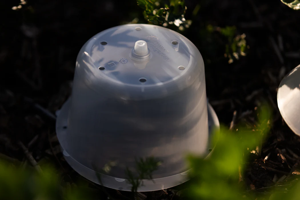 Treibhaushaube für Schneckenkragen – 6er/ 12er-Set - Image 4