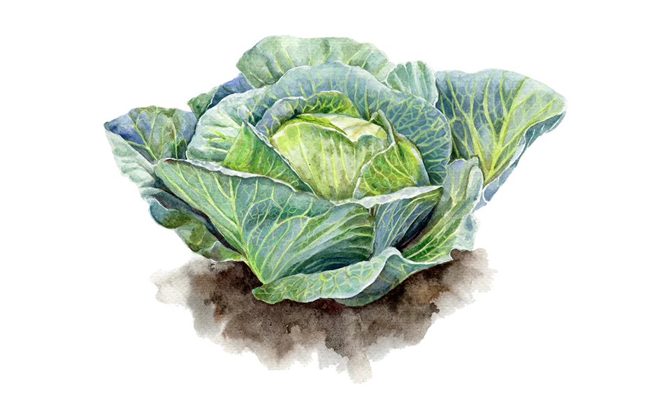 Weißkohl ‘Domarna’