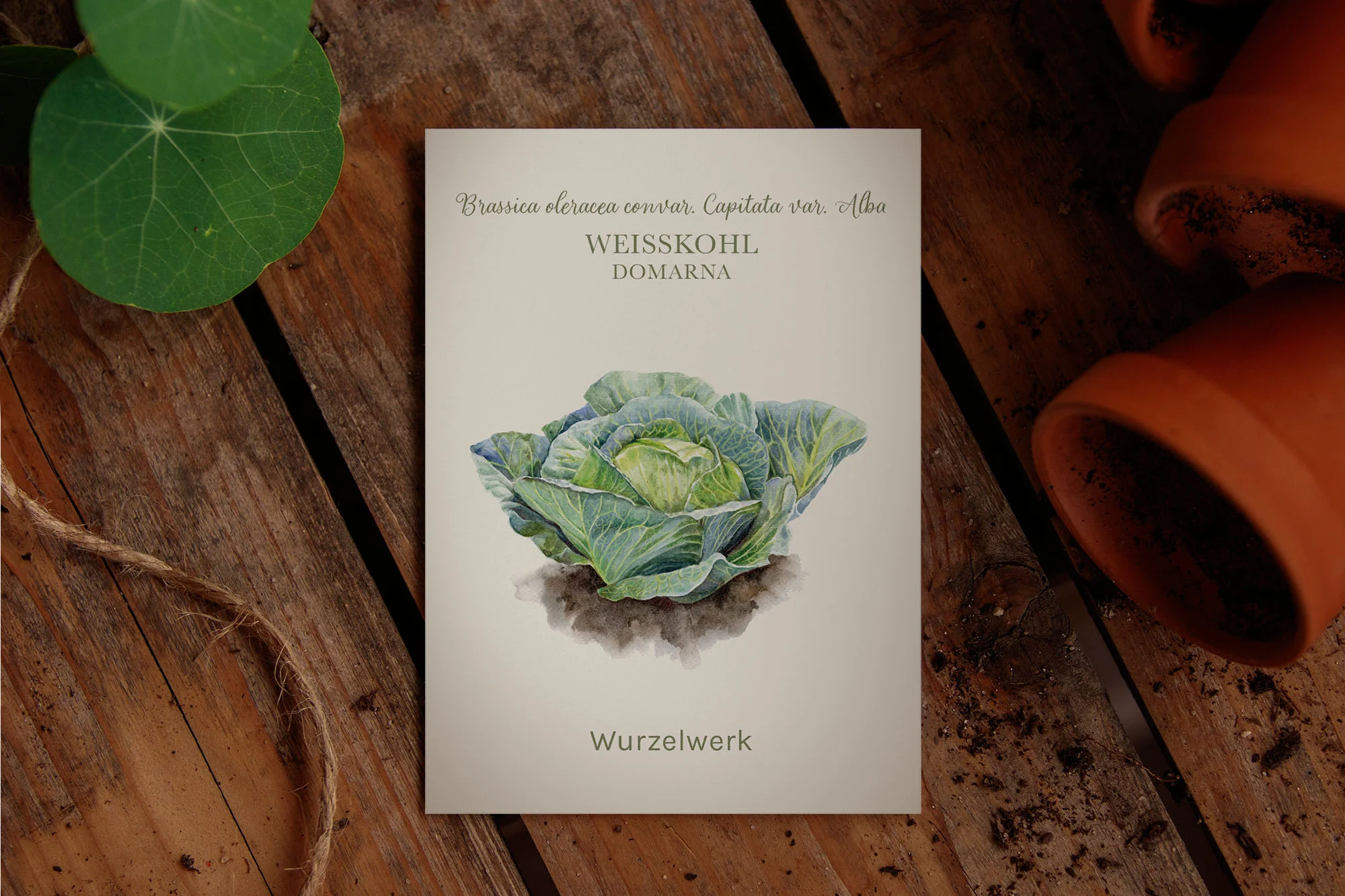 Weißkohl ‘Domarna’ - Image 2