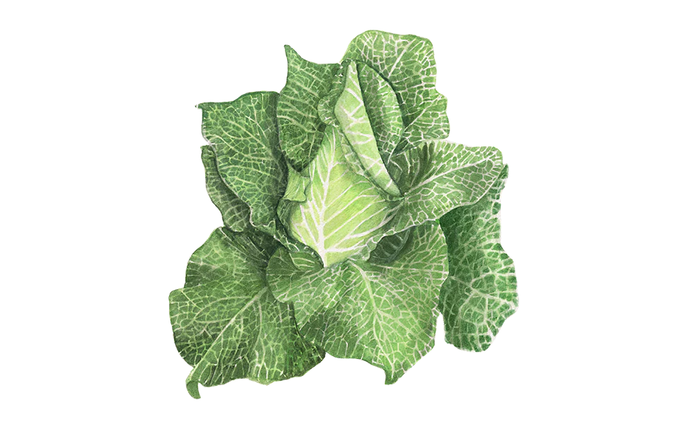 Weißkohl Filderkraut