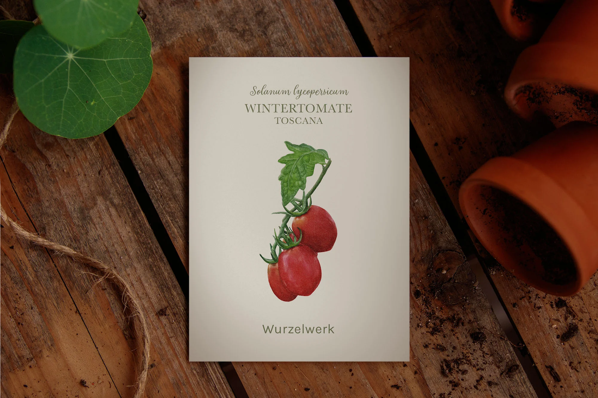 Wintertomate ‘Toscana’ - Image 2